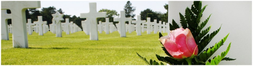 Rows of white crosses on green grass in a cemetery, with a pink rose in the foreground