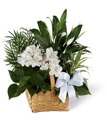 Plant gift from Florist One